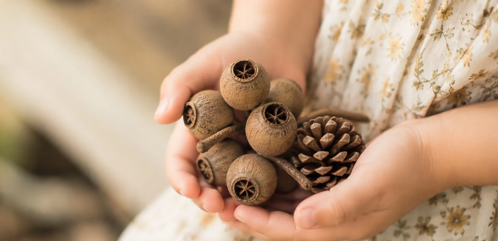 Child holding gumnuts and a pine cone during sustainability and nature play in childcare